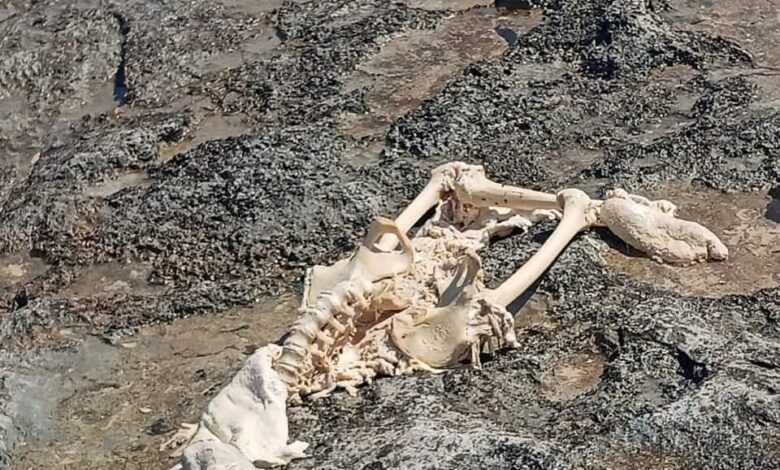 العثور على هيكل عظمي مجهول الهوية بشاطئ الأندلسية في مرسى مطروح 1 FB IMG 1781978311412