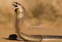 تعبان