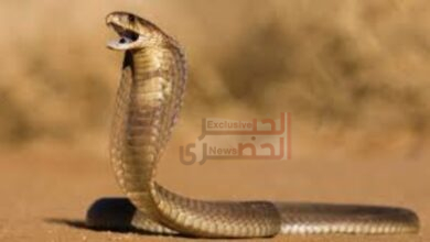 تعبان