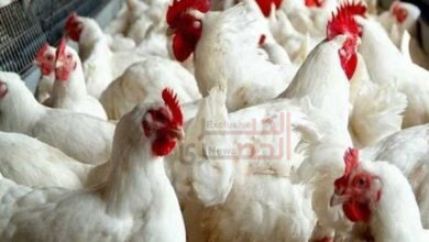 دواجن